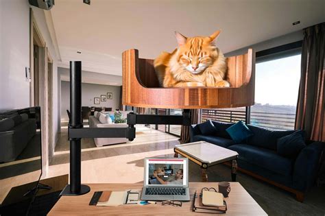 Do Cats Growl Like Dogs? Understanding Feline Sounds – Desk Cat Nest