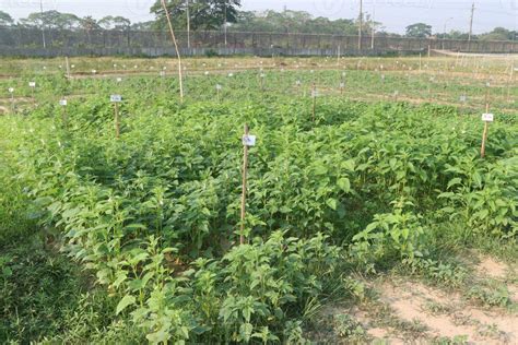 Image result for SE Samo Tree