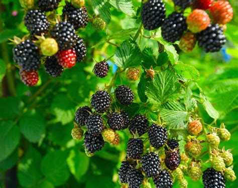 Blackberry Planting Directions – Learn How To Grow Blackberries ...