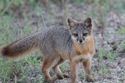 Image result for Cozumel Fox