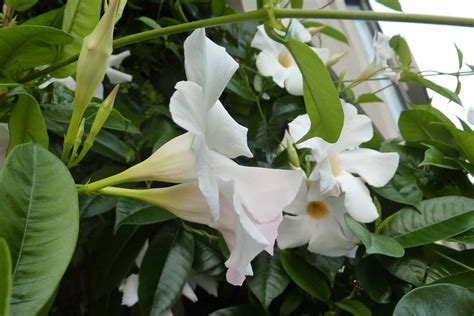 White Mandevilla Vine Care Guide | Plantly
