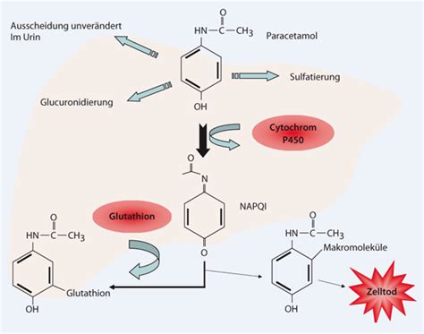 Bildergebnis für sacubitril wirkmechanismus