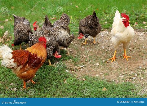 Images Of Roosters And Hens / See more ideas about hens and chicks ...