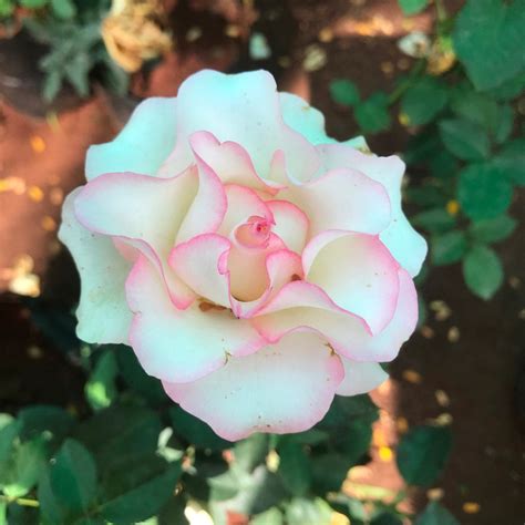 Buy Pink Ruffle Shrub Rose Plant Online – Flowering Shrub for Gardens