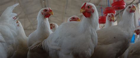 Home | K S AGRO VET FARM