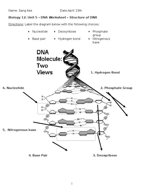 Biology DNA Worksheet 的图像结果