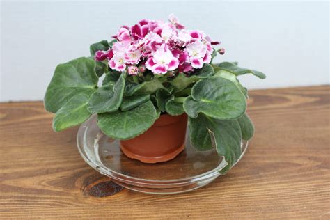What is the Benefit of Bottom Watering Your Plants? - The Houseplant Guru
