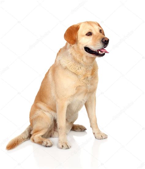 Image result for Adult Labrador