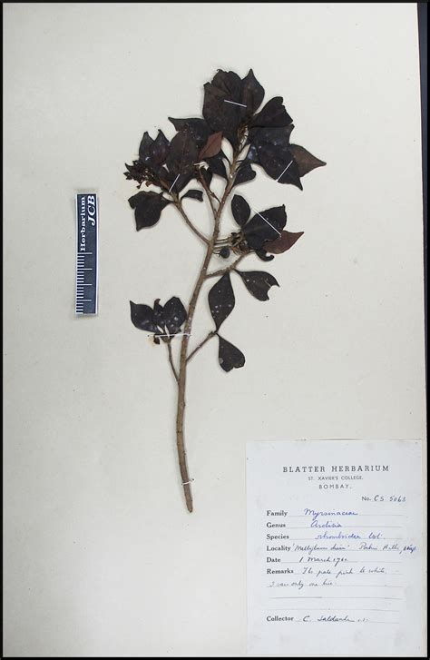 Herbarium JCB