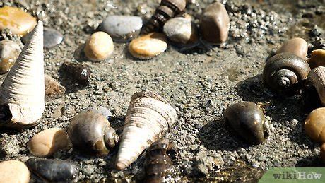 How to Polish Shells 的图像结果