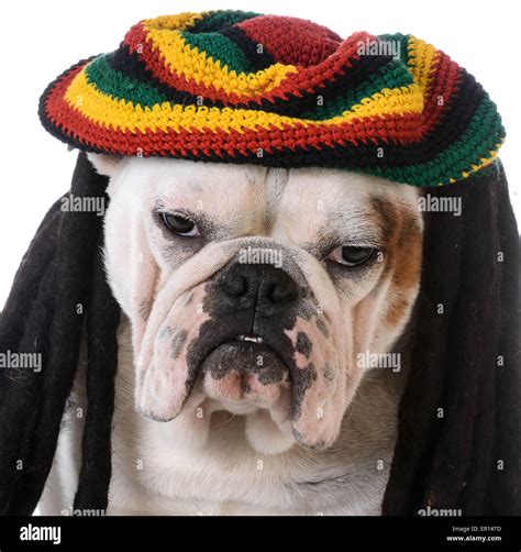 Dog With Dreadlocks