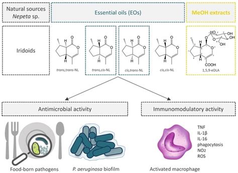 Antimicrobial and Immunomodulating Activities of Two Endemic Nepeta ...
