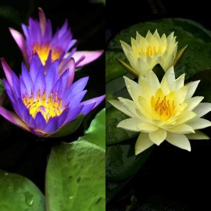 CYBEXIS XL-29 - Pond Dwarf Mini Water Bowl Aquarium Lotus - (90 Seeds ...