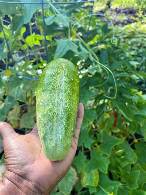 Cucumber Growing Tips Plant