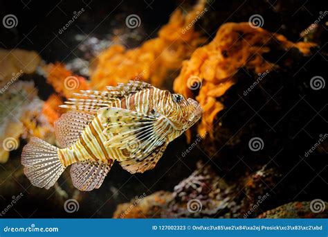 Pterois Volitans, Red Lionfish, Danger Poison Fish in the Sea Water. Lion Fish in the Nature ...
