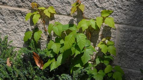 Leaves of Three, Let It Be: How to Identify Poison Ivy | Homegrown| NC ...
