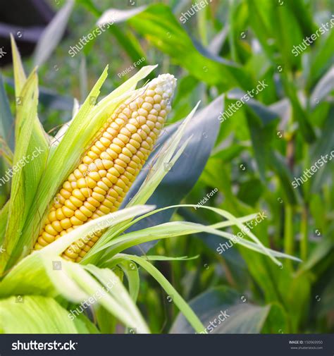 Closeup Corn On Stalk Corn Field Stock Photo 150969950 - Shutterstock