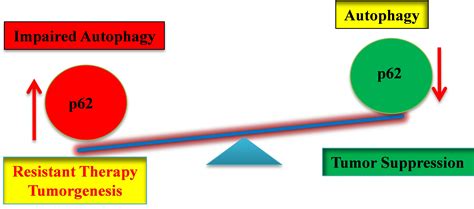 Autophagic Regulation of p62 is Critical for Cancer Therapy