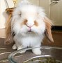 Image result for Free Pet Rabbit
