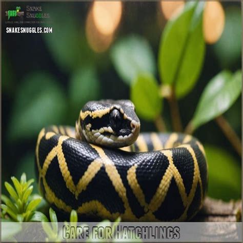 Ball Python Hatchling Care 的图像结果