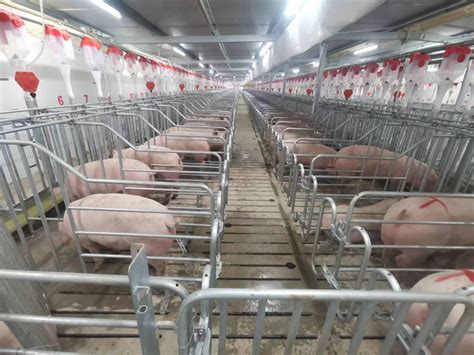 云南丽江：提升生猪养殖产业化水平 推动产业富民