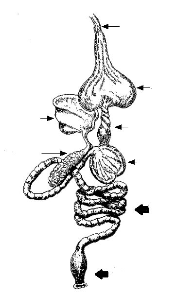 Bird Digestive system Diagram | Quizlet