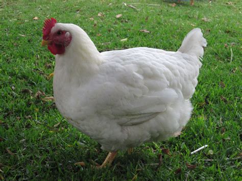 Cornish Cross - Meat Birds | Page 5 | BackYard Chickens - Learn How to ...