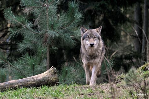 Temperate Forest Animals at Marilyn Lewis blog