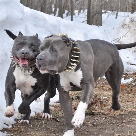 Hopsin and Misty xxl bully pitbull a | Pitbulls, Bully dog, Dogs