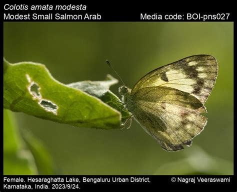 Colotis amata modesta | Butterfly