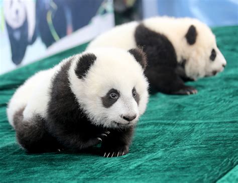 2019大熊猫最新数据发布：全球圈养大熊猫数量达600只 - Chinadaily.com.cn
