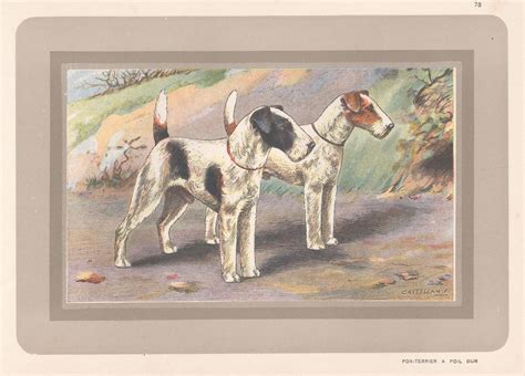 Smooth Haired Fox Terrier, French hound dog chromolithograph print ...