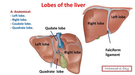 anatomy of Liver and biliary system | PDF