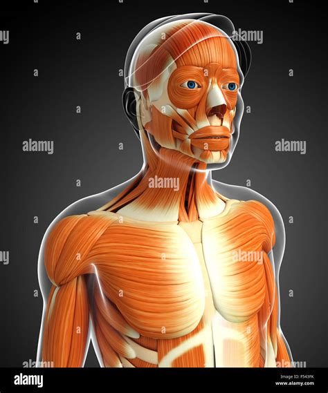 Science Human Body 的图像结果