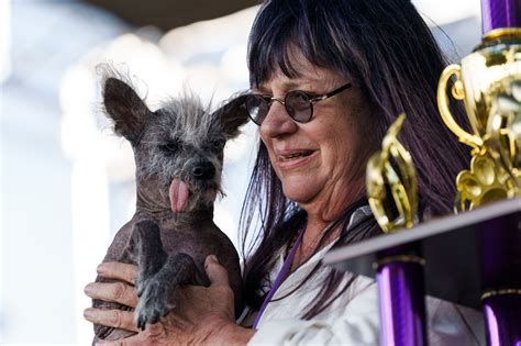 World's Ugliest Dog contest: Winner named Scooter, Chinese Crested pup