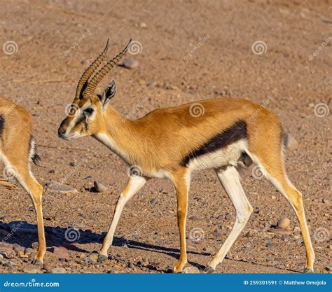 Red Gazelle Animal
