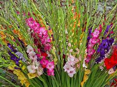 Image result for August Flowers in Season