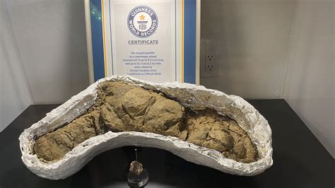 Biggest Fossilized Poop Prehistoric, Fossilized Poop Discovered At