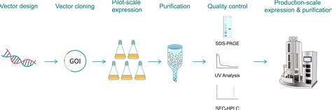 Protein Expression Methods 的图像结果
