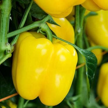 Kaamos - Variety Capsicum | Syngenta