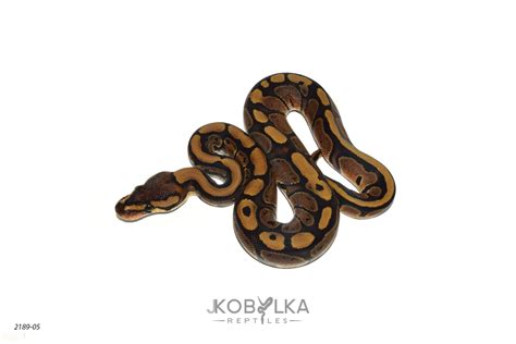 Image result for Red Spectrum Ball Python