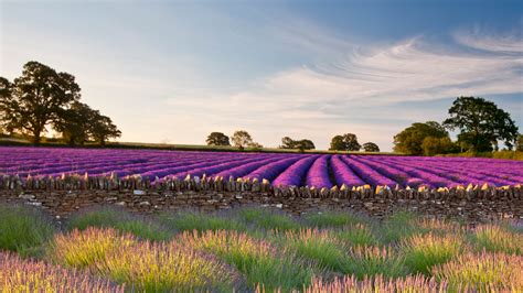 Bing HD Wallpaper Jul 10, 2023: A field of English lavender - Bing Wallpaper Gallery