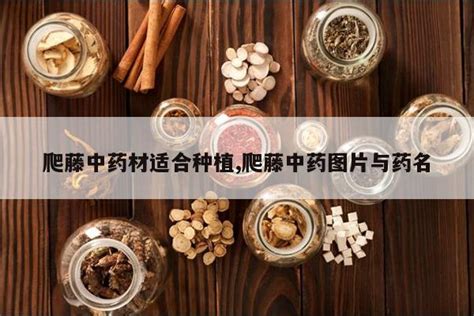 中药的名字_所有中药的名字 - 随意云