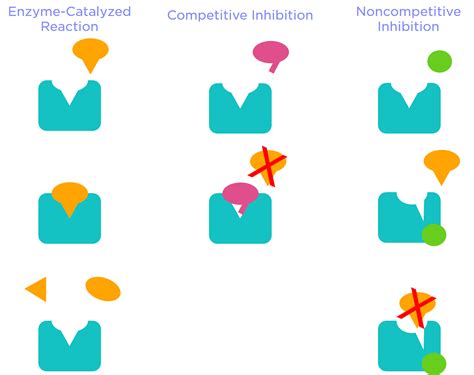 Enzyme Inhibition — Overview & Types - Expii