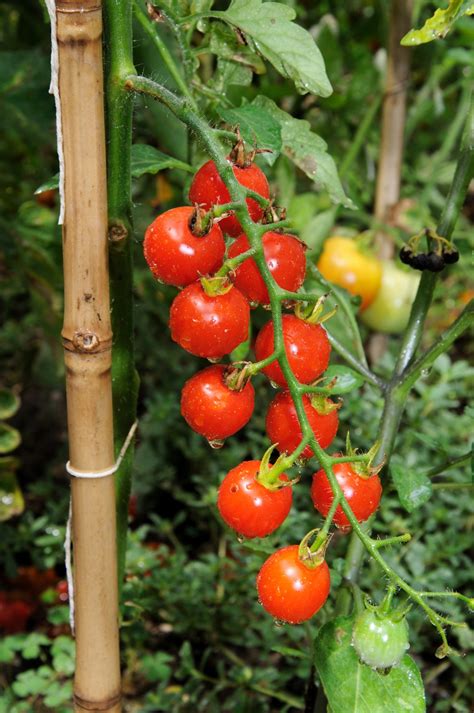 Fastest Growing Vegetable Varieties -- Harvest to Table