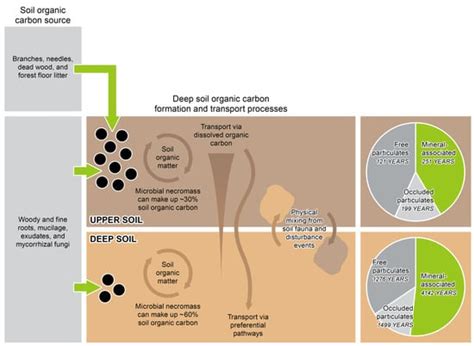 Lifting the Profile of Deep Forest Soil Carbon