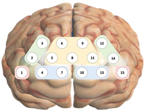 Comparison of the Influence of Dual-Task Activities on Prefrontal ...