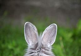 Image result for Real Bunny Ears