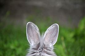 Image result for Rabbit without Ears