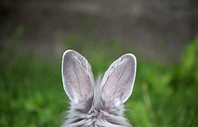 Image result for Pics of Rabbit Ears